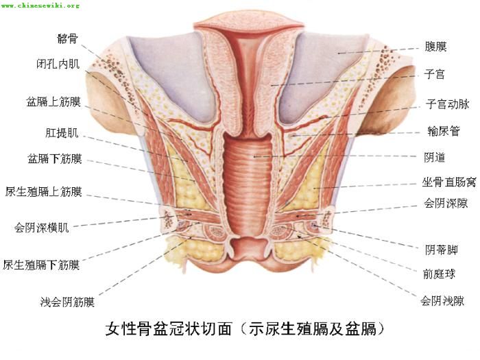 女性生殖系统解剖示意图