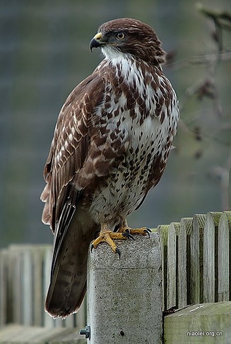鹰类雕类猛禽图片大全