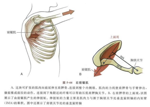 每日一肌呼吸不暢胸廓疼痛肩胛處疼痛之前鋸肌