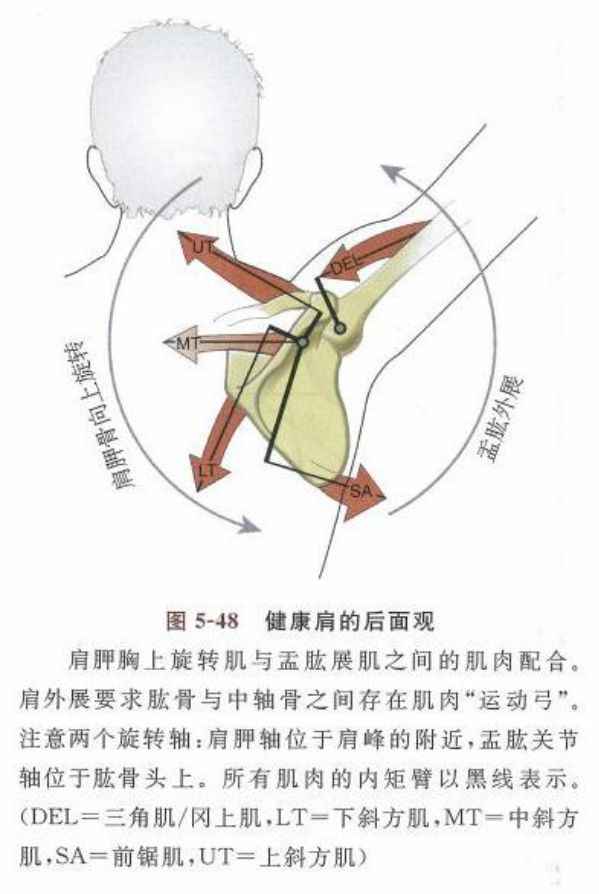 前锯肌疼痛是什么原因图片