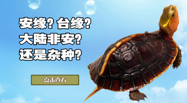 如何区分安缘台缘大陆非安以及杂缘