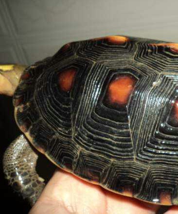 如何区分安缘台缘大陆非安以及杂缘