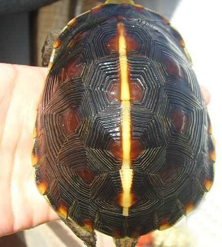 如何区分安缘台缘大陆非安以及杂缘