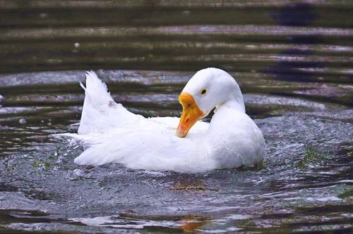 幼儿园唐诗大全100首