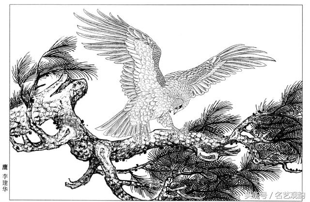 「高清」老鹰白描线描稿36幅,工笔画必备!