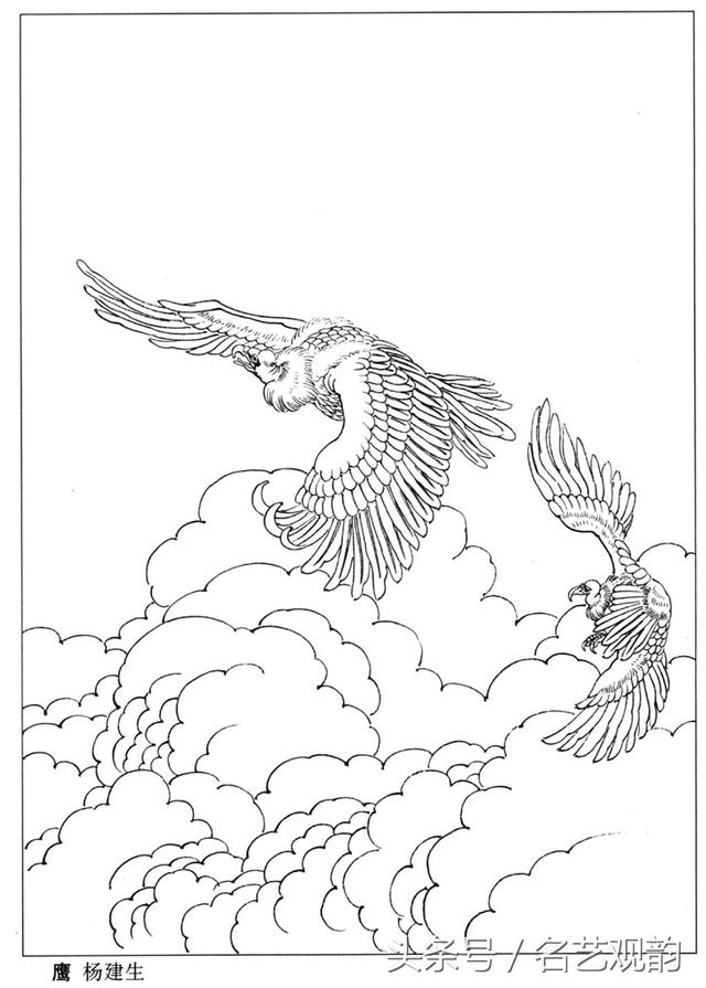 「高清」老鹰白描线描稿36幅,工笔画必备!