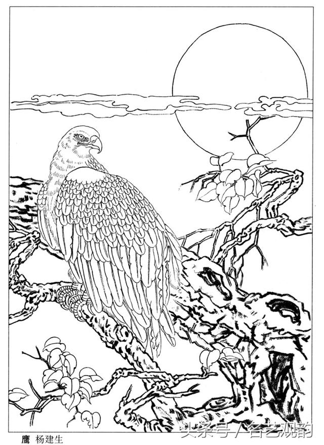 「高清」老鹰白描线描稿36幅,工笔画必备!