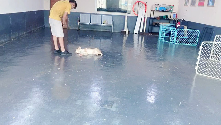 广州专业训犬机构：如何通过科学的方式纠正狗狗乱大小便问题