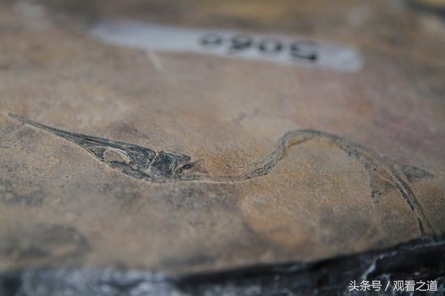 被凝固在石板中的龙鱼化石 栩栩如生 距今已有2.5亿年