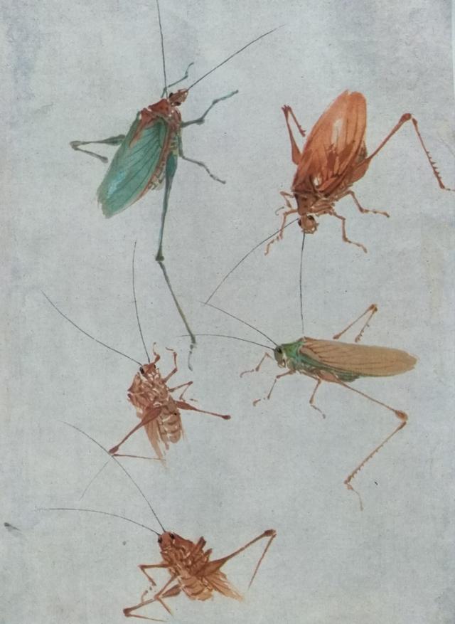 萧朗先生小写意草虫画得美爆啦