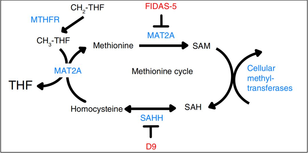 fidas-5作用于甲硫氨酸循环甲硫氨酸是人体必需氨基酸之一,因此,研究