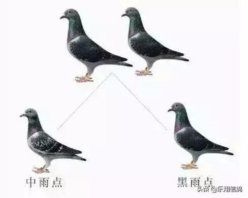 一羽红降鸽和黑鸽子互配,后代基本是单项遗传或交叉遗传,后代基本离不