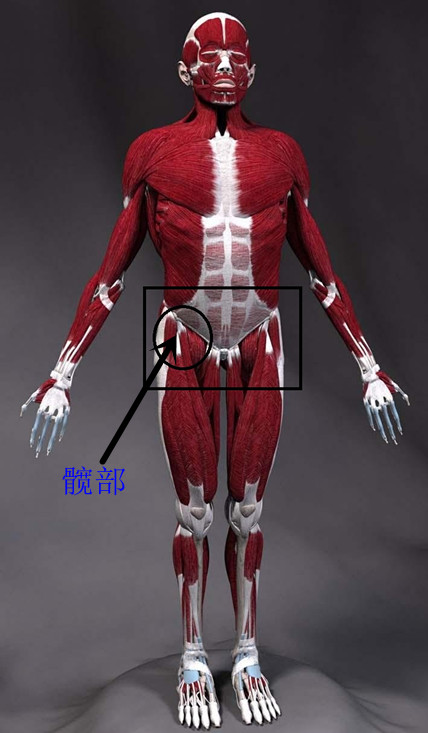 臀部完全训练攻略女