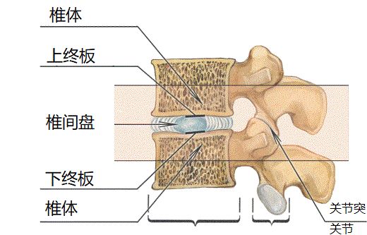 椎体终板炎发生机制分型以及mri表现