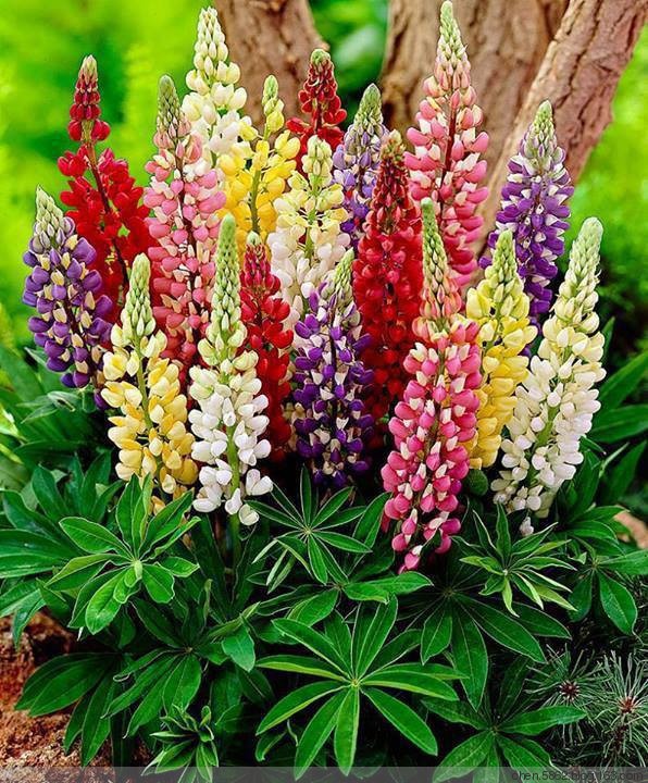 奇花异草稀世罕见60962