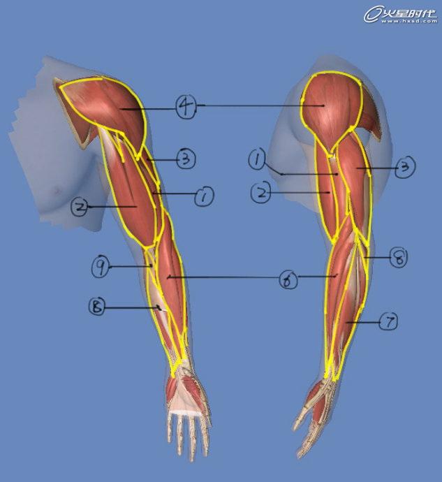影视动画教程手臂结构的骨骼及肌肉全面解析经验频道火星网