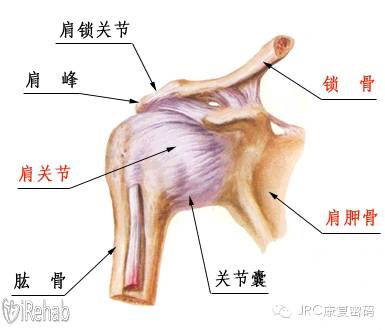 肩持有理肩袖肌群訓練治療肩關節多向性不穩jrc康復密碼