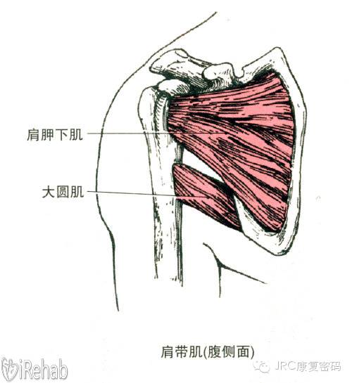 肩持有理肩袖肌群訓練治療肩關節多向性不穩jrc康復密碼