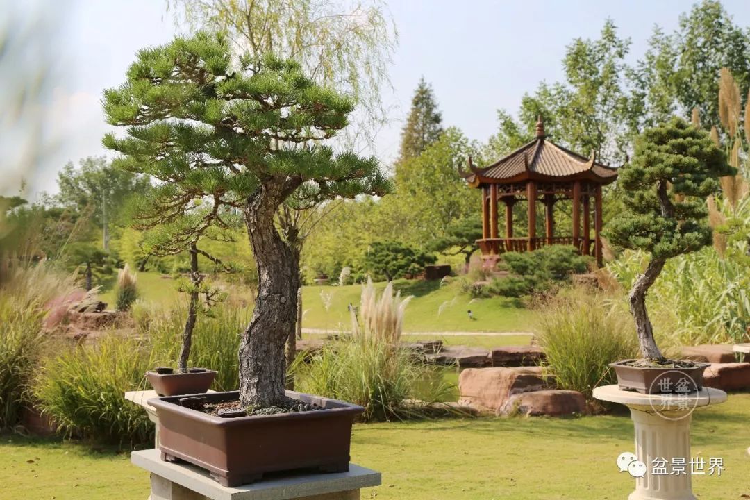 寻找中国最美盆景园丨南京古林盆景园