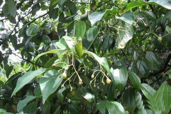 每日一药青风藤