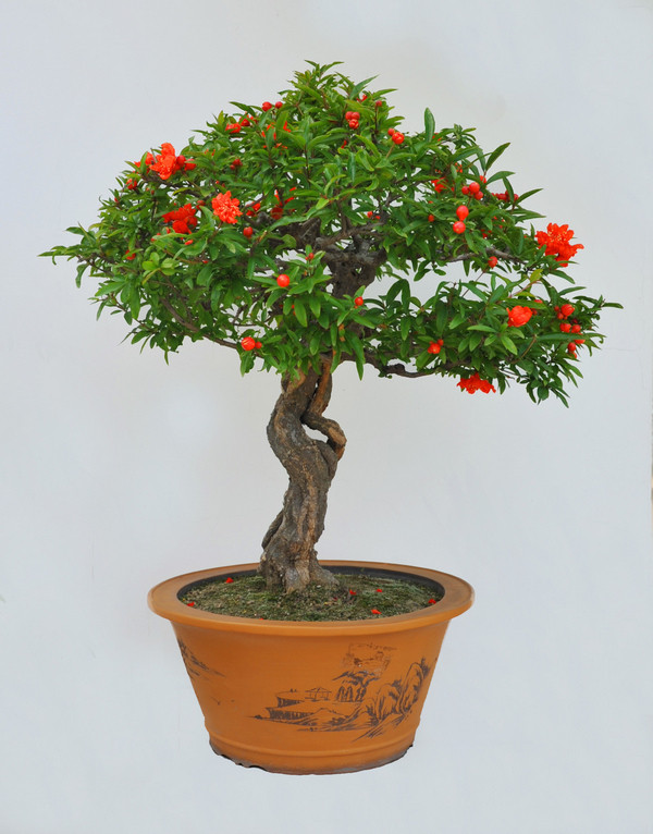 好漂亮的石榴盆景四十四