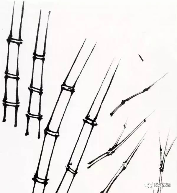 竹子工笔画步骤一步一步教你画竹叶和竹竿不同竹子工笔画画法