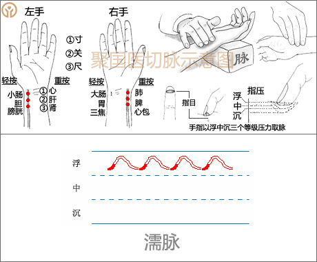 中医诊脉28脉象动态图清晰简单中医从业者爱好者值得收藏