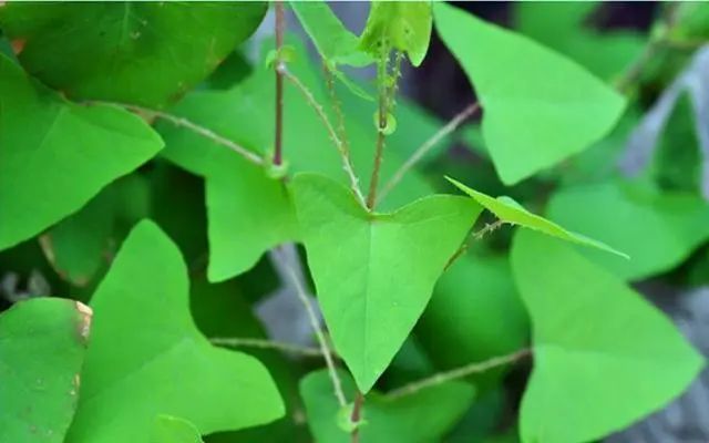 带状疱疹蛇缠腰只需一味草药标本兼治