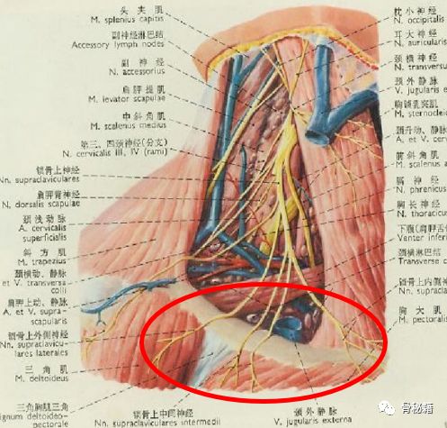 锁骨上神经之分布与切口选择