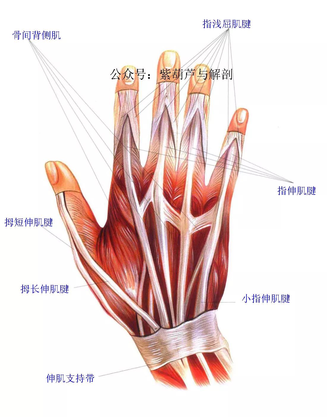 前臂与手部解剖肌肉图谱高清可收藏