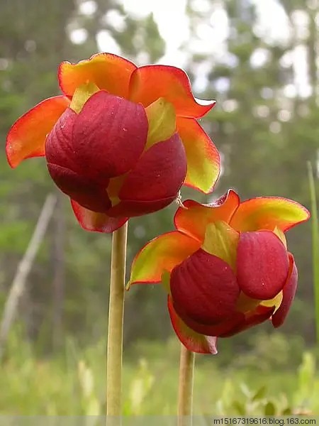 奇花异草稀世罕见8