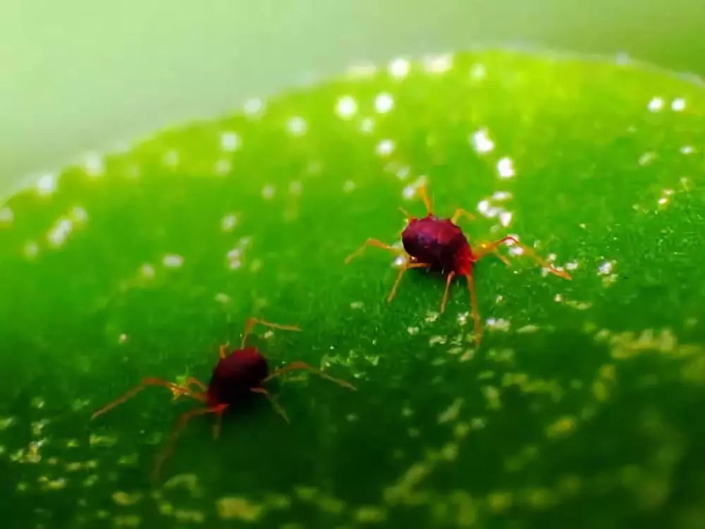 红蜘蛛为何打不死只因多种药剂都已失效最新防控方案奉上