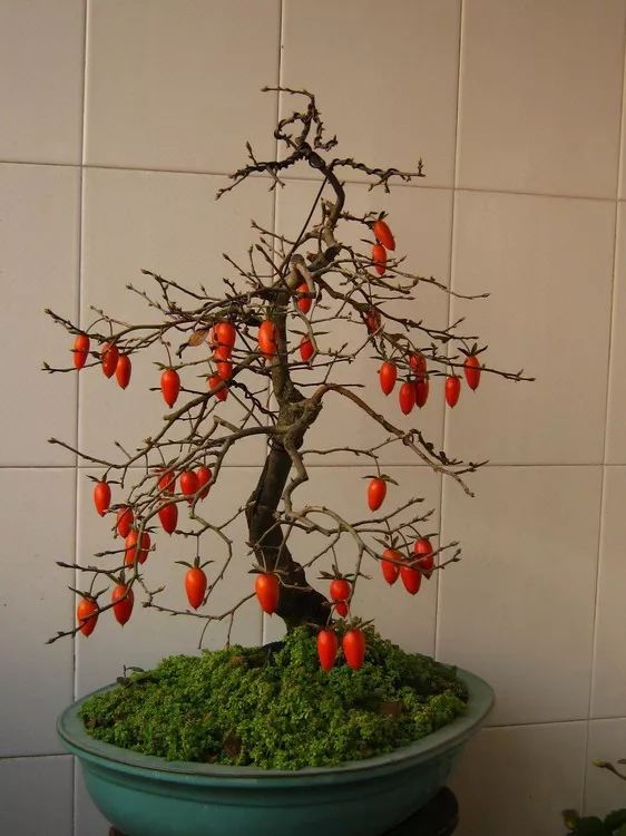 老鸦柿和金弹子的区别辨识