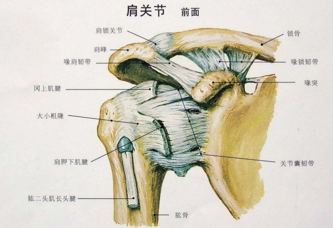 关节活动时发生撞击和磨损,进一步加重了肩袖的损伤;二是喙肩韧带增厚