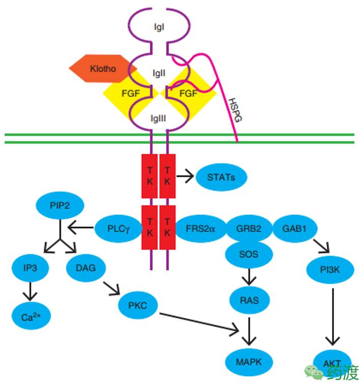 浅谈几种小分子抗肿瘤fgfr抑制剂