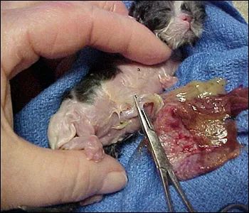 新生小猫剪脐带的方法全图解