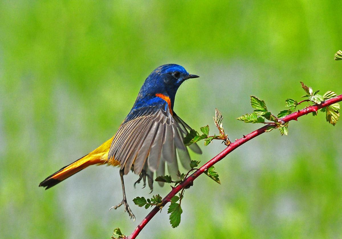 珍稀野生鸟类第一辑