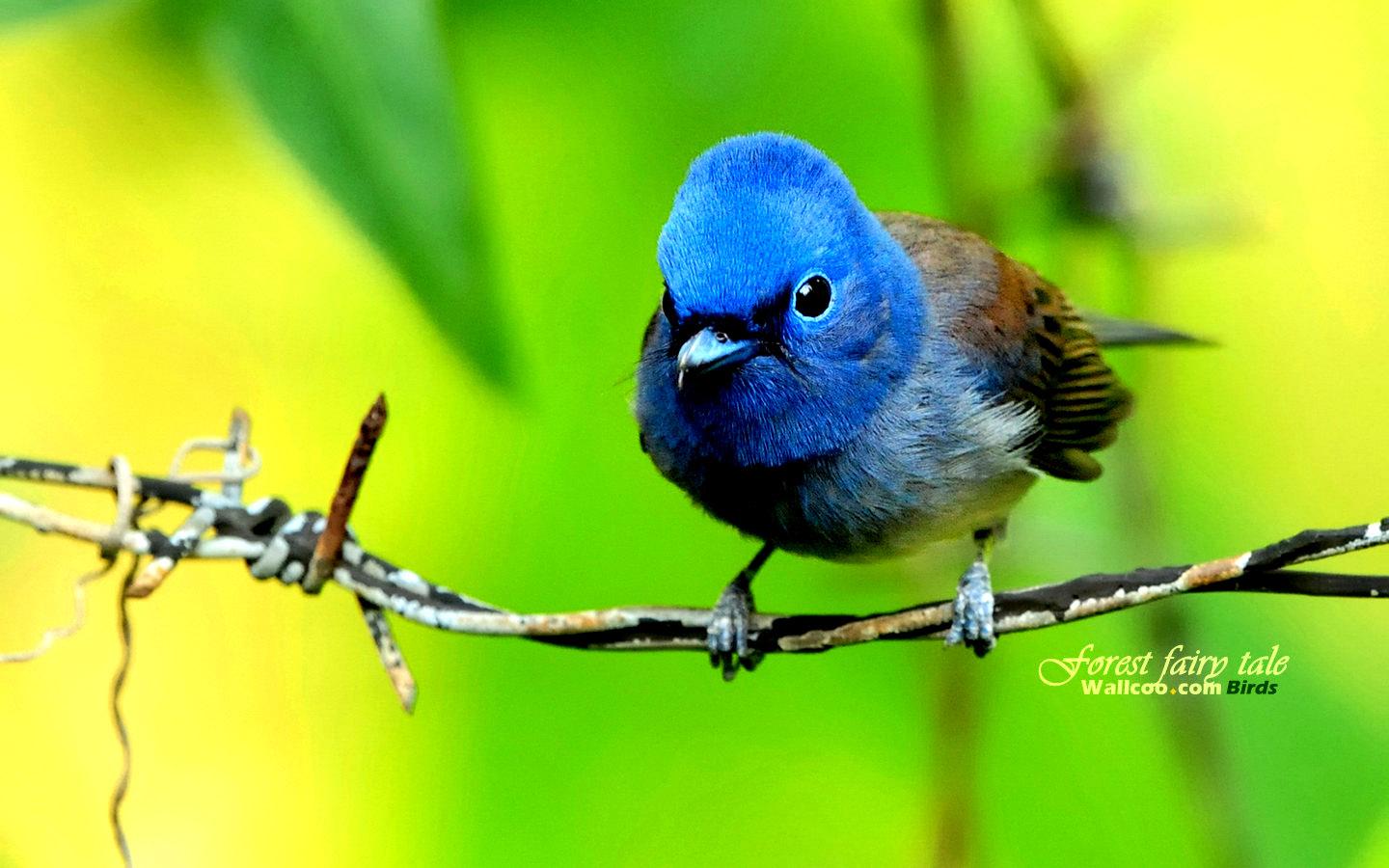 珍稀野生鸟类第一辑