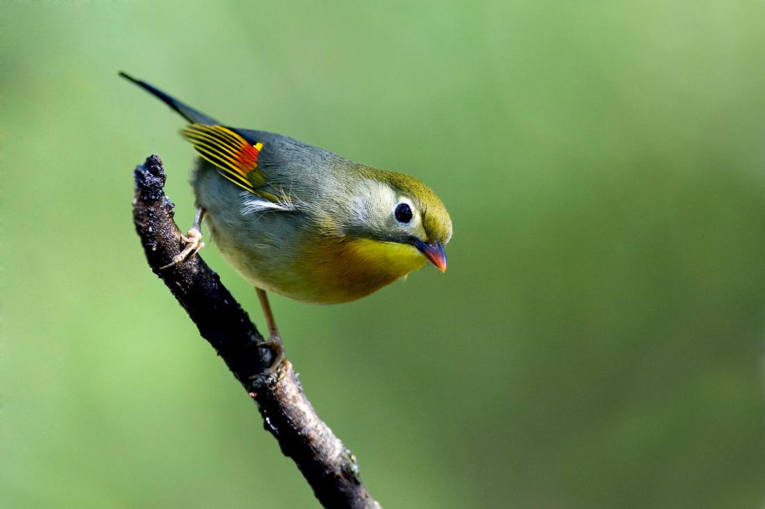 珍稀野生鸟类第一辑