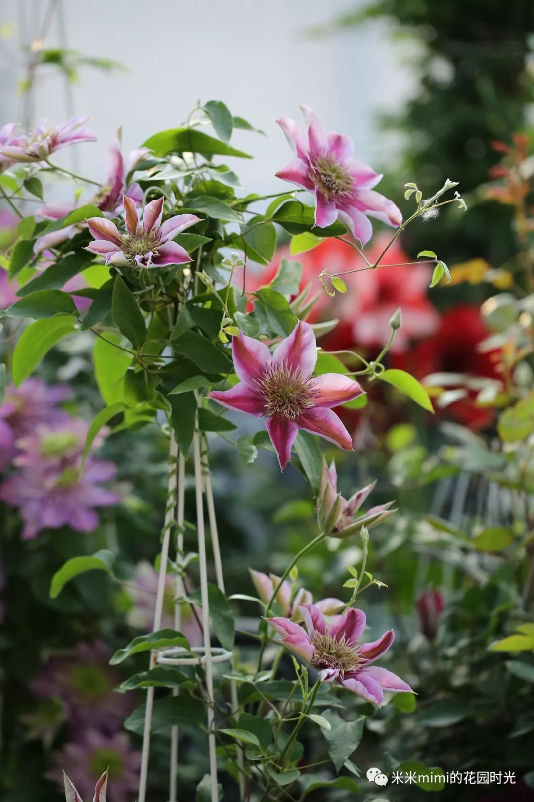 铁线莲品种解析53皇后