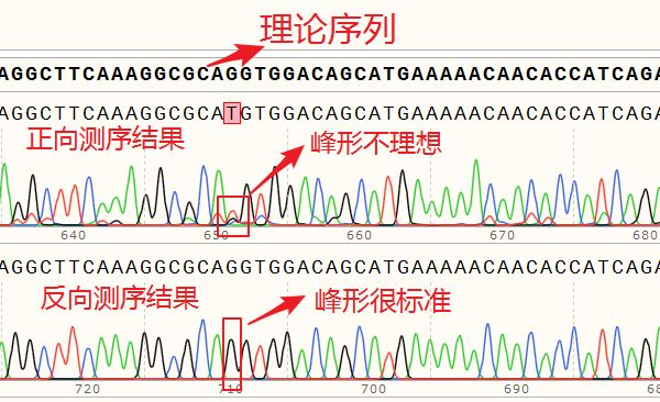 一文掌握测序峰图如何看懂测序峰图如何进行测序结果的分析