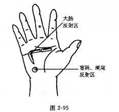 手掌部反射區的位置及功能圖