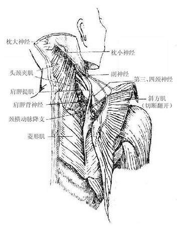 第三節項背部淺層肩胛區和三角肌區