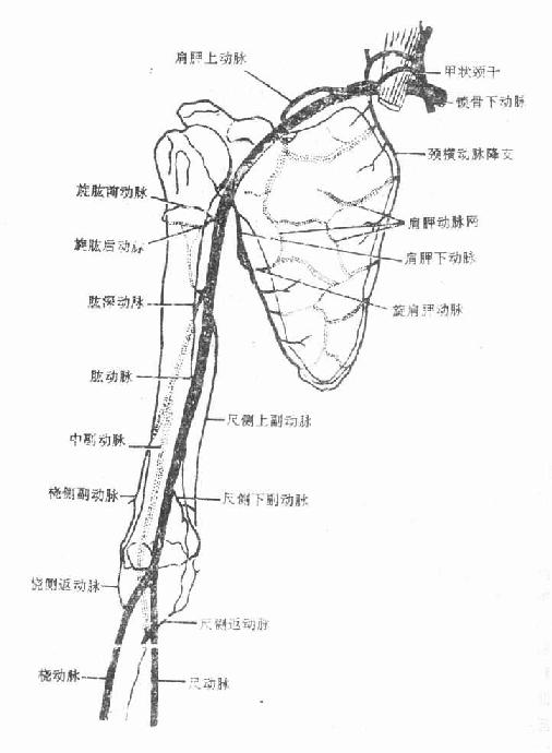 肩胛下静脉图片