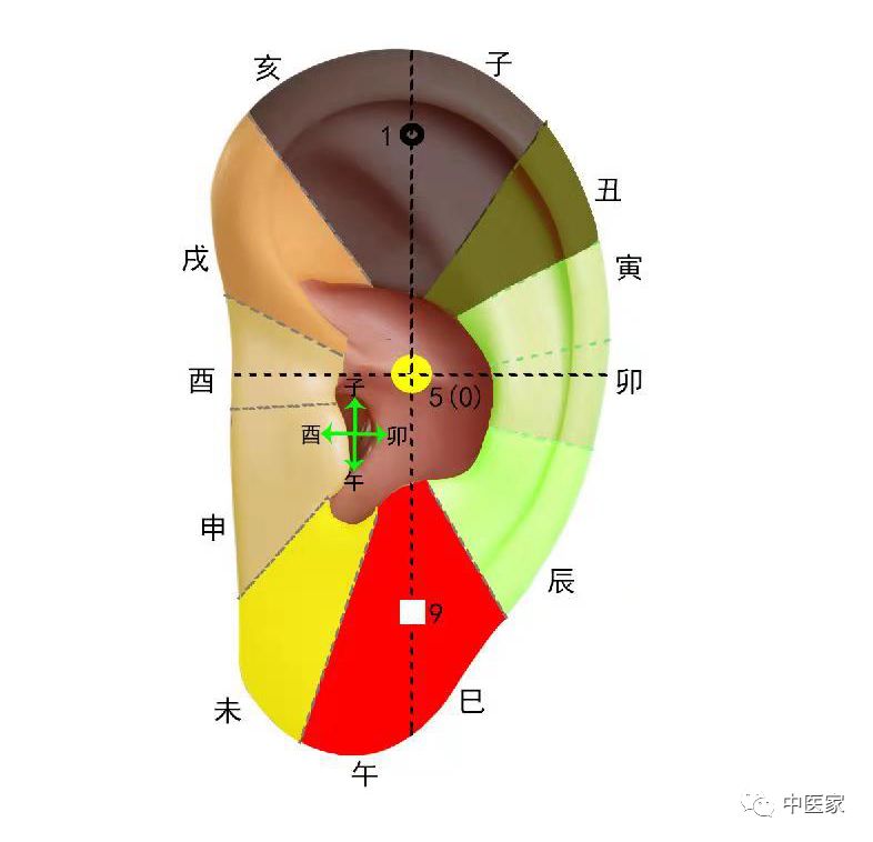 耳根部位图片