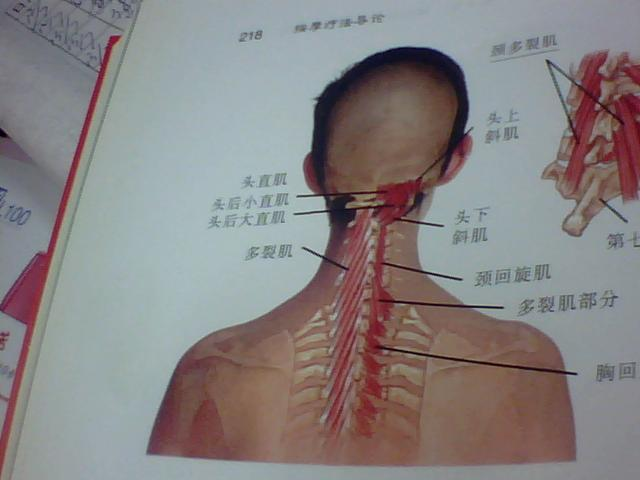 頸部肌群解剖及其作用