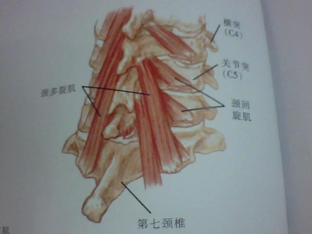頸部肌群解剖及其作用