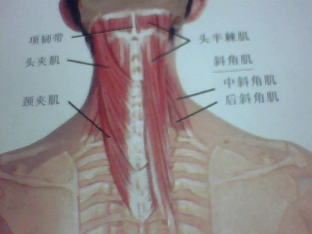 脖子两侧肌肉粗大图片