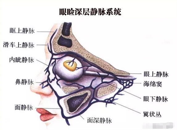 眼瞼部位的動脈分佈