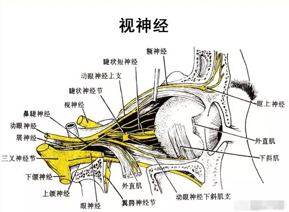 眼皮周围的血管分布图图片